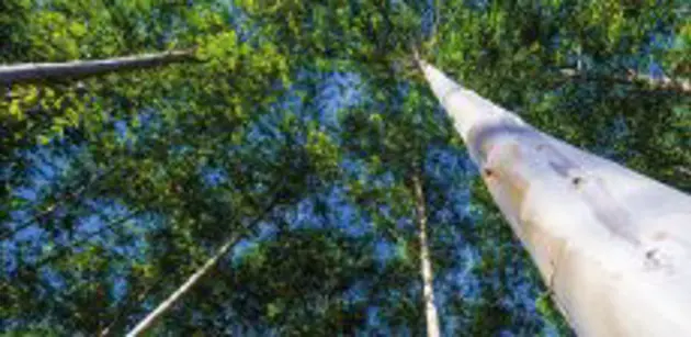 Klabin的大型彪马II项目创造了历史与Eukaliner kraftliner