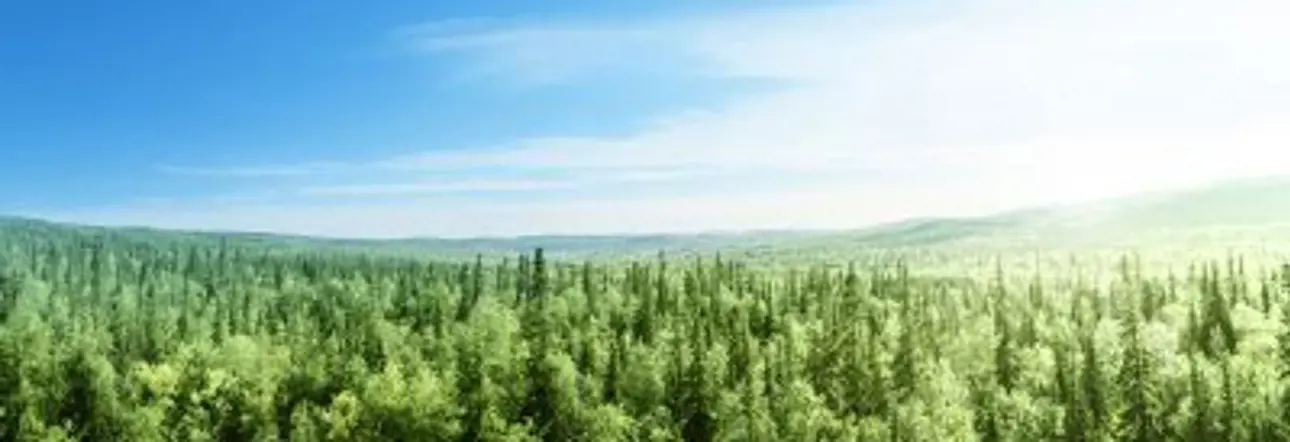 MFC社区一起工作了一个可持续的未来。森林的形象。