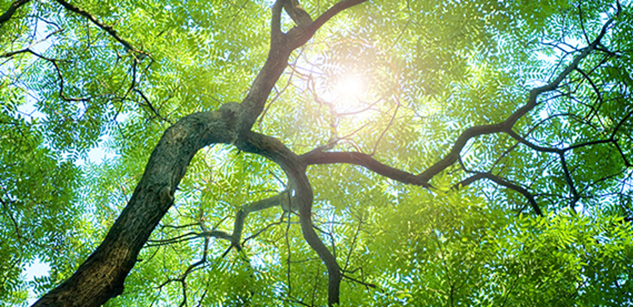 Metsa Tissue瓦尔麦特公司重建