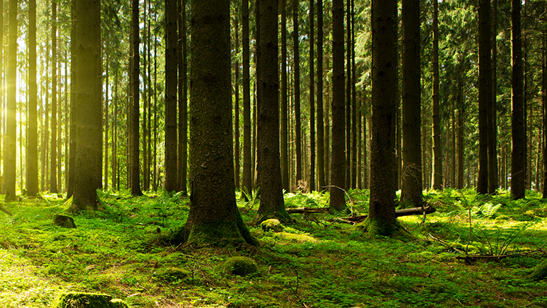 Forest 768wide.png