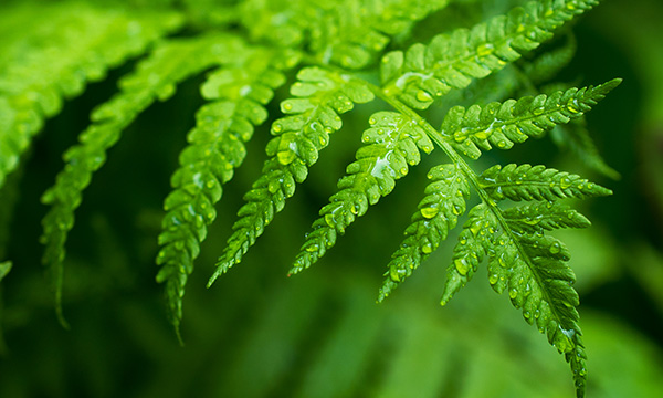 Stream_resource_efficiency_600x360.jpg