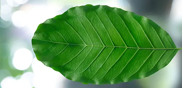 而climatico