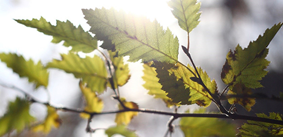 Valmet DNA Wi排放监测 - 排放监测和废物焚烧和共焚烧植物的发射监测和报告的先进解决方案