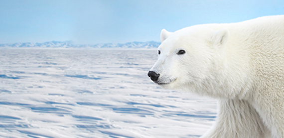 PressPolar聚氨酯包覆层