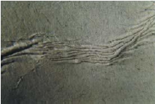 una arruga de bobinado横向en las capas内饰