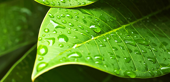 / globalassets /可持续性/图片/ shutterstock_137123537_green-leaf_570.jpg